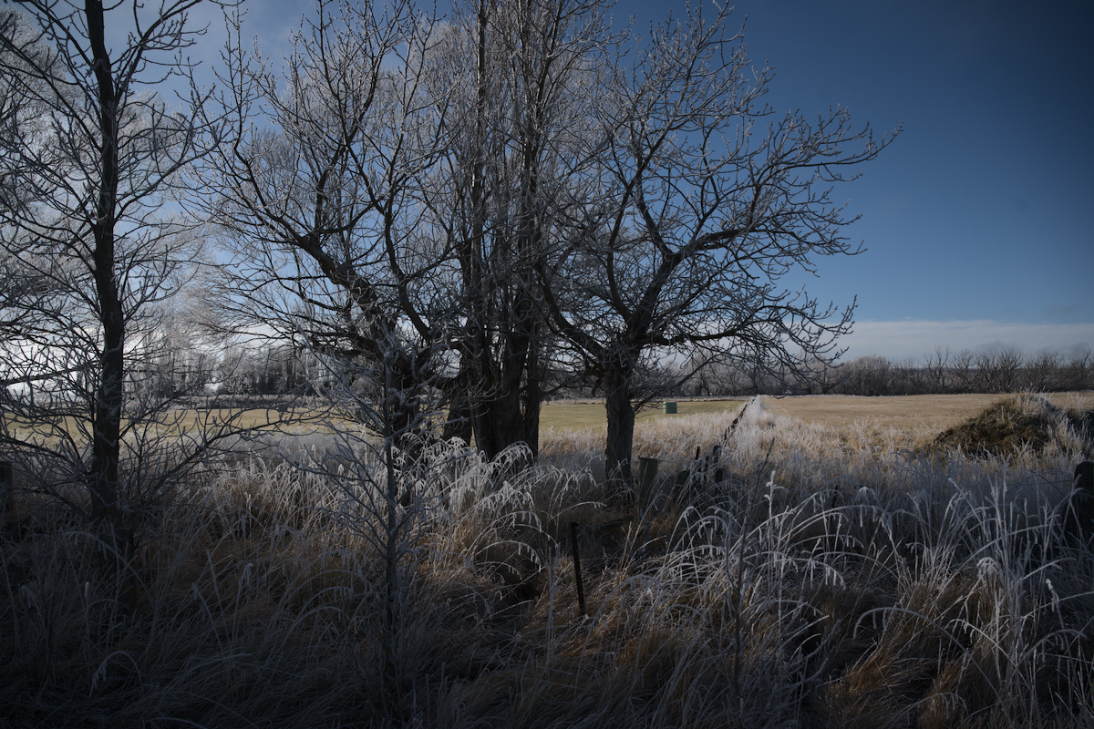 A winter trip: frost.